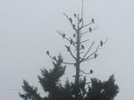 Eagles on a foggy morning: 1